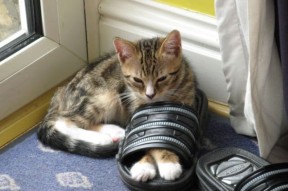 kaiyun网站-英超枪手抢眼，新星持续爆发