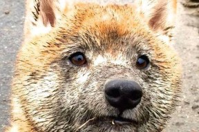 kaiyun网站-疫情后首次大规模国际足球比赛观众重返赛场，氛围火爆，因疫情影响足球比赛单场换人名额增至4人