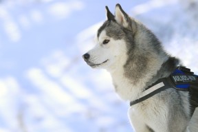 开云网页版登录入口-战队打造品牌文化建设提高粉丝认同感