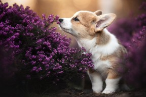 开云官方网页登录-“华金·托比利亚的进攻威胁与防守能力，成就阿根廷美洲狮队的全能防线”