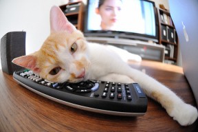 Kaiyun官方登录入口-国家体育博物馆发布体育遗产保护与修复计划，国家体育博物馆发布体育遗产保护与修复计划的通知