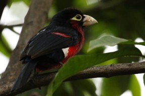 开云体育-公牛前场篮板提升有效控制比赛节奏，公牛队首发控卫