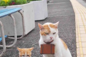 开云网页版登录入口-英超冲刺大战：胜负只在一线之间！，英超满场