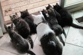 开云官方网页登录-巴斯蒂亚以稳守反击谋求保级希望，巴斯蒂亚足球俱乐部