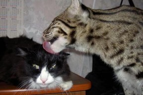 kaiyun.com-意大利男队突破传统，成全球橄榄球新亮点，意大利队篮球大名单