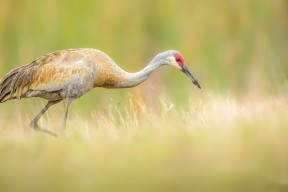 kaiyun中国官方网站-绿色低碳足球场设计方案逐步落地，推动行业绿色发展，绿色足球场图片