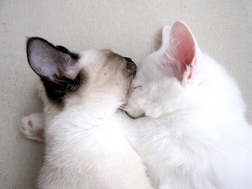 中队后程体力略显不足 澳队抓住机会,中队后面填什么