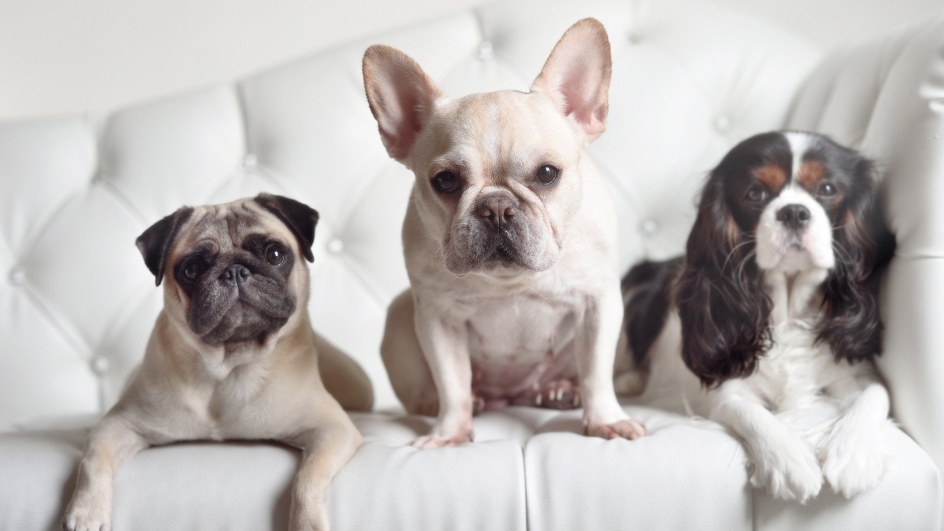 五大联赛中场转移次数变化是否影响边路发挥效果,五大联赛转会期结束时间