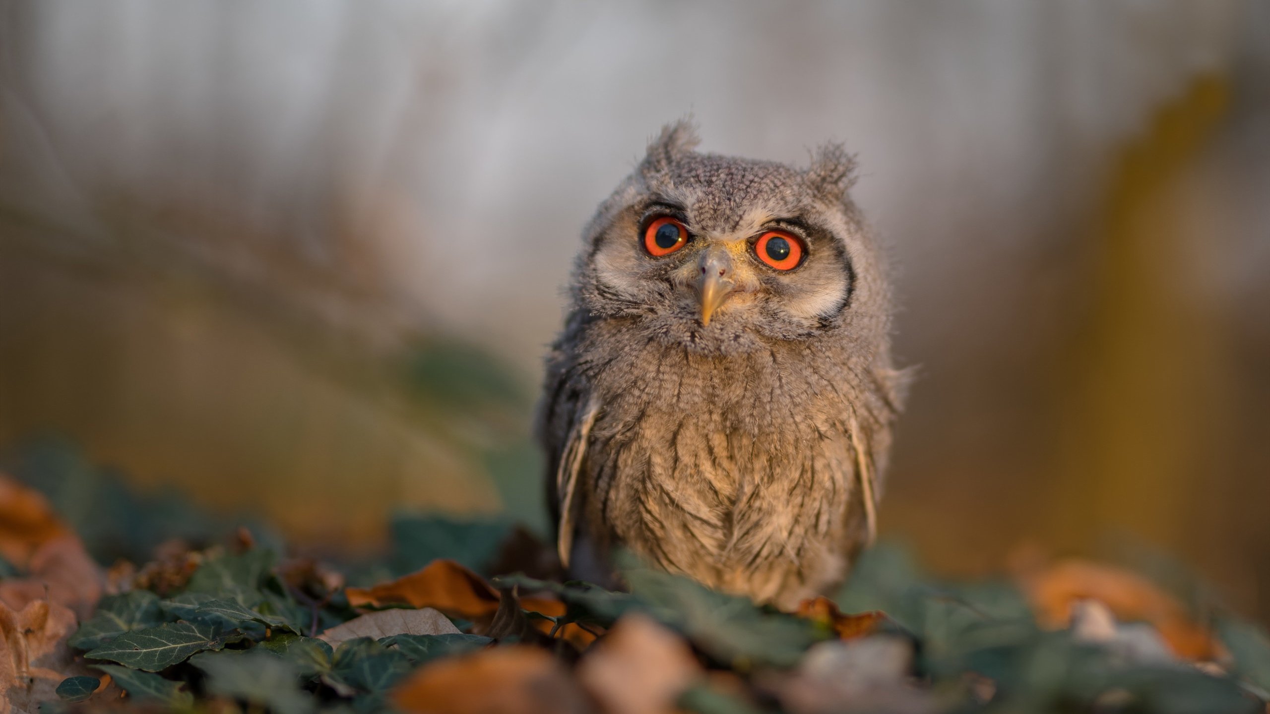 五大联赛是否增加中场战术模拟训练频率应对快节奏变化,五大联赛场地大小