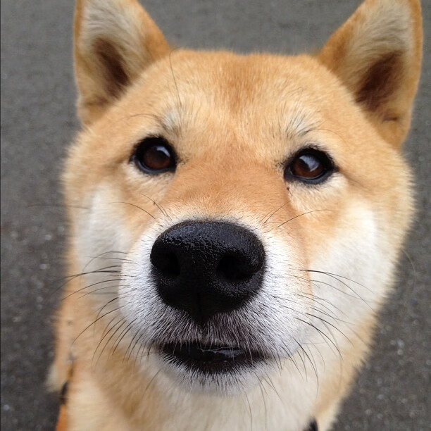 亚洲杯揭幕战 东道主卡塔尔30大胜,亚洲杯卡塔尔分析