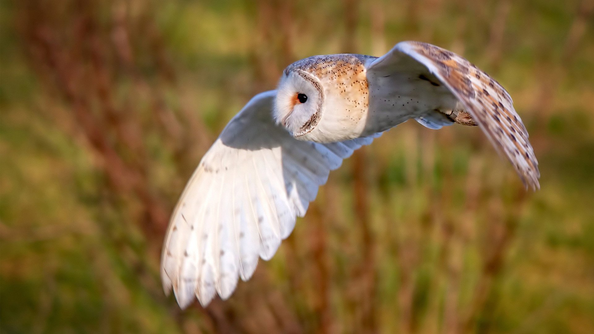划频波动数据对冲刺效果影响,划幅和划频