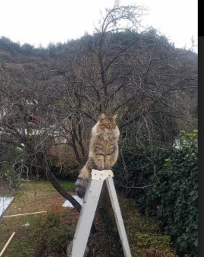 新赛制将改变乒乓球世界锦标赛格局，乒乓球世界锦标赛经历的几个重大阶段