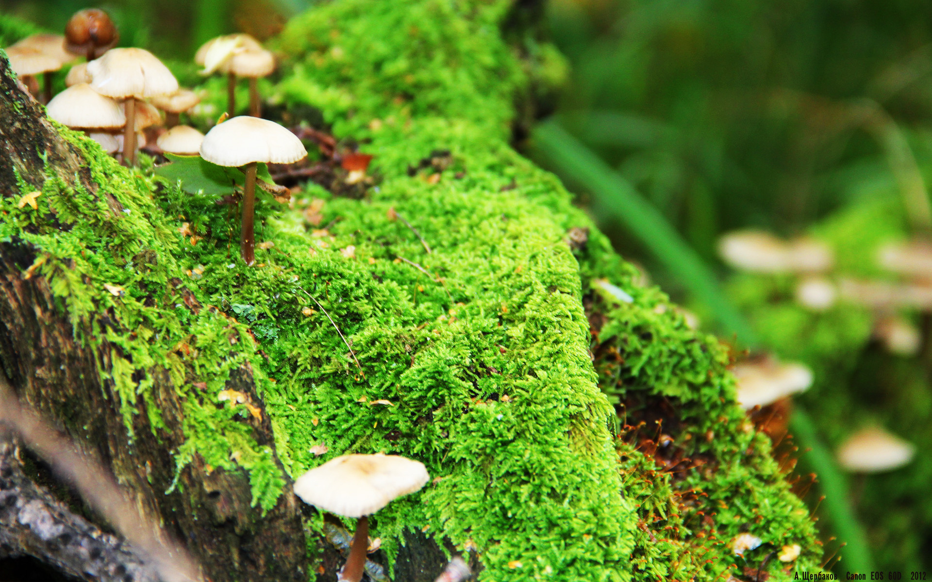 罗马尼亚队赛制解析:如何利用规则优势应对多变的赛事形势,罗马尼亚足球比赛