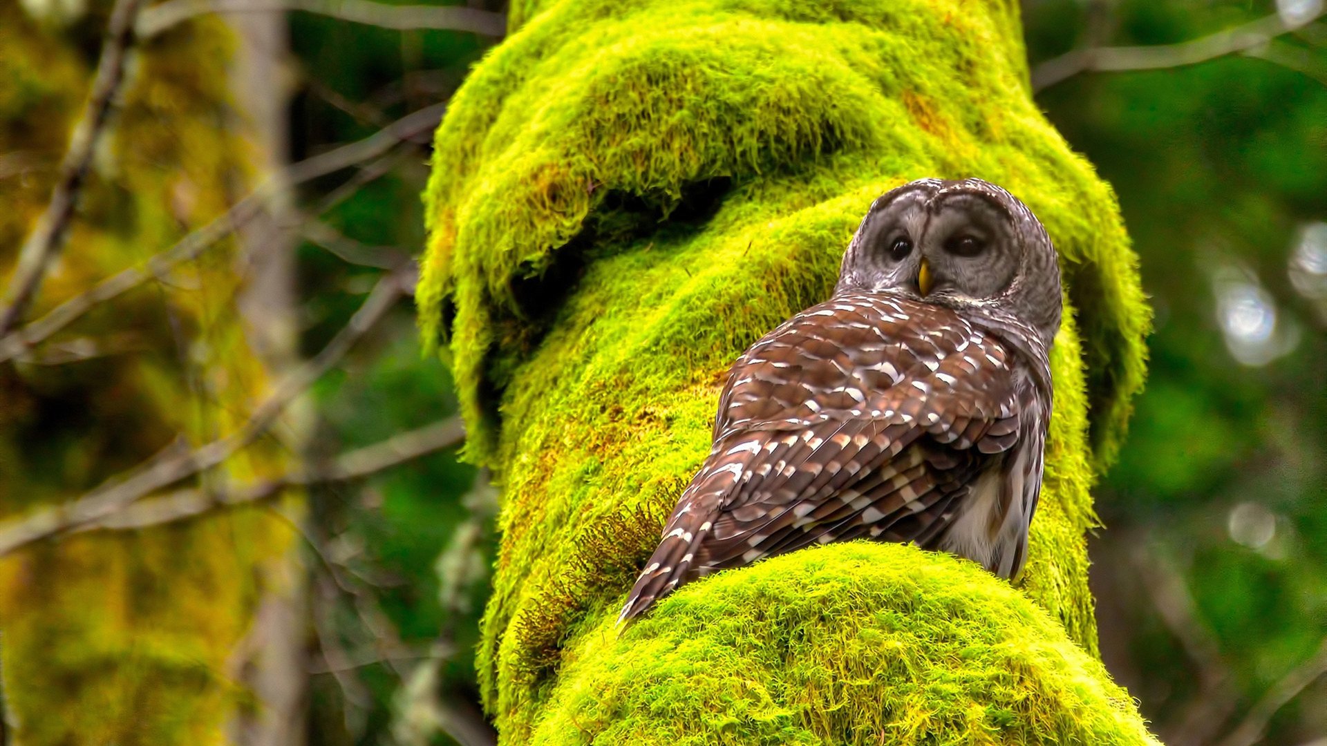 罗马尼亚队赛制解析:如何利用规则优势应对多变的赛事形势,罗马尼亚足球比赛
