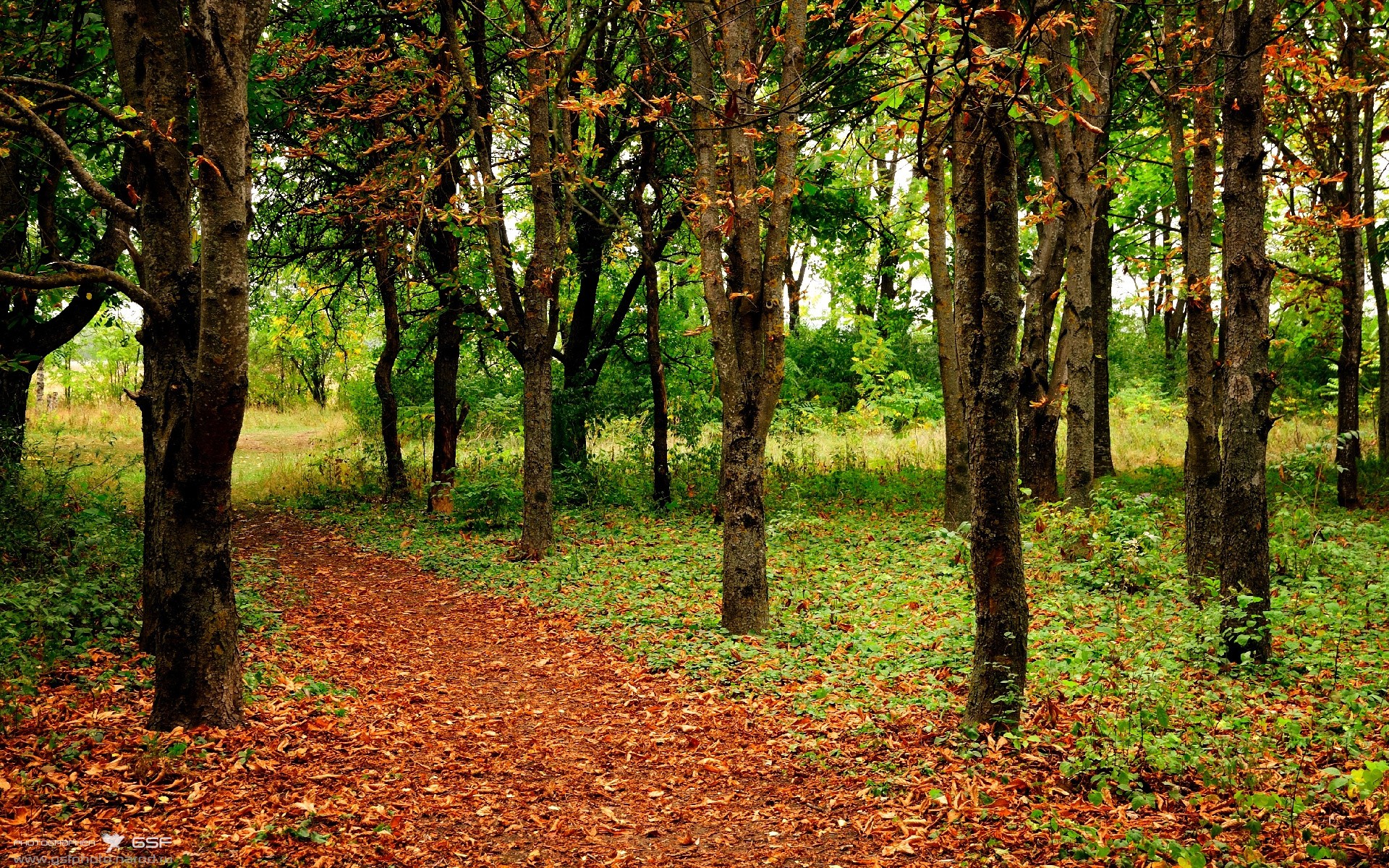 蛙泳划频节奏优于去年同期,蛙泳划水频率越低越好吗