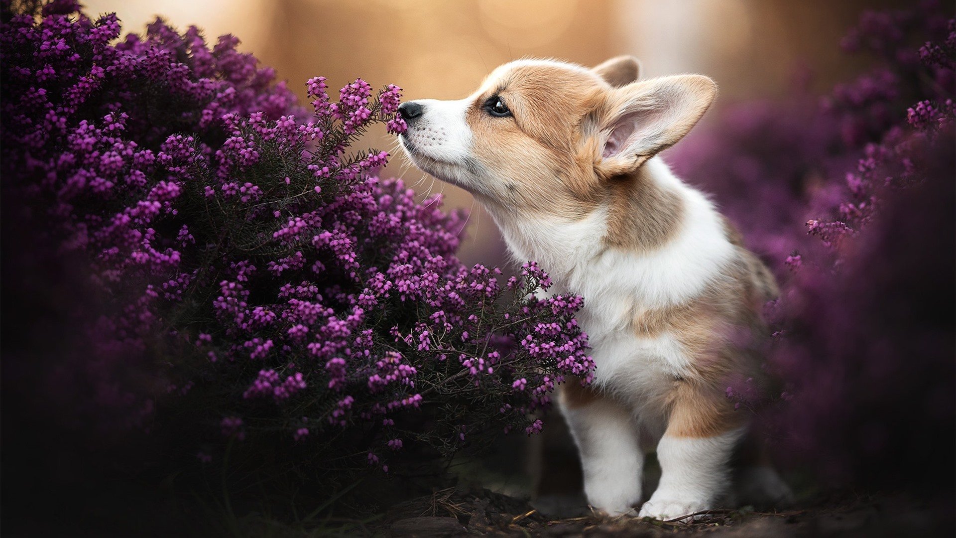 “华金·托比利亚的进攻威胁与防守能力,成就阿根廷美洲狮队的全能防线”