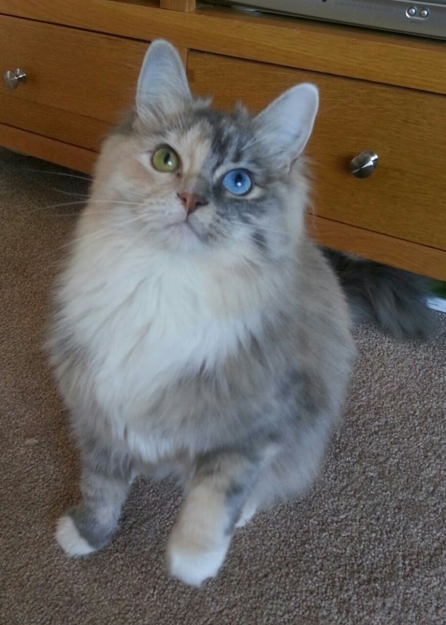 “华金·托比利亚的进攻威胁与防守能力,成就阿根廷美洲狮队的全能防线”