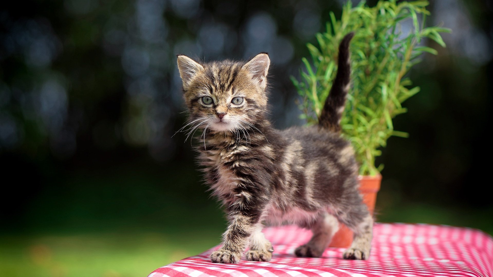 中国足球青少年足球培训课程标准化推进,青少年足球培训计划方案