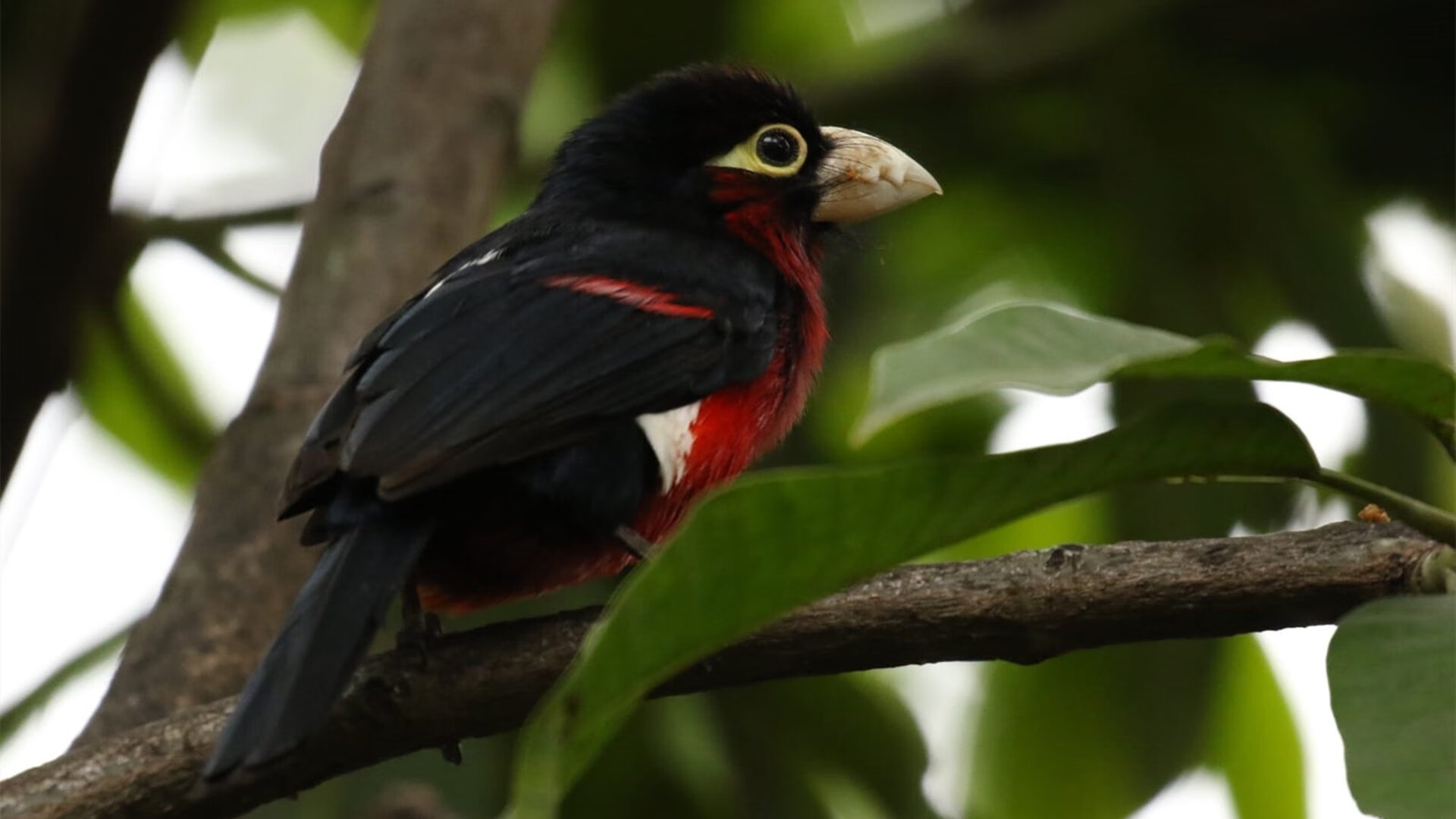 公牛前场篮板提升有效控制比赛节奏,公牛队首发控卫