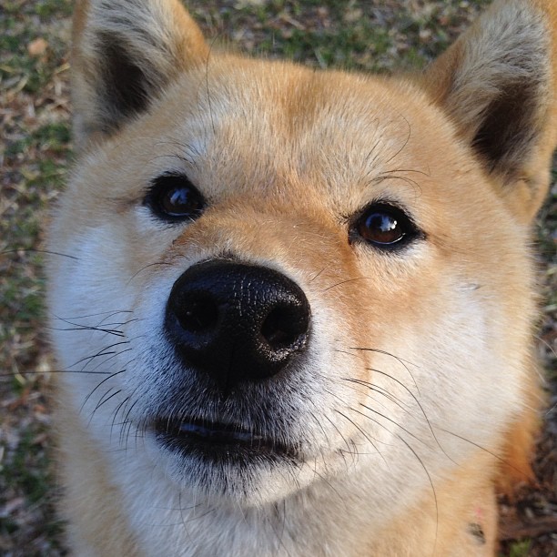 国羽再夺冠军羽毛球世锦赛,国羽世界冠军