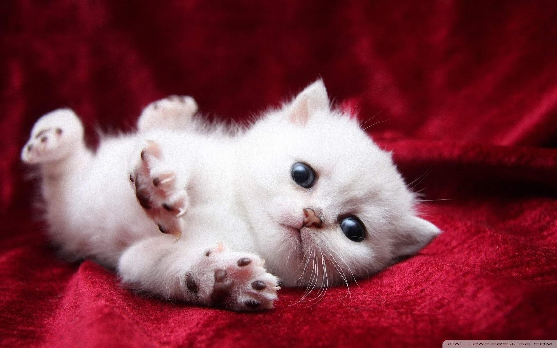 女子足球联赛开展球员访谈活动加强与球迷互动,女足赛后采访视频