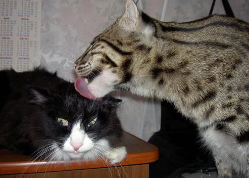 意大利男队突破传统,成全球橄榄球新亮点,意大利队篮球大名单