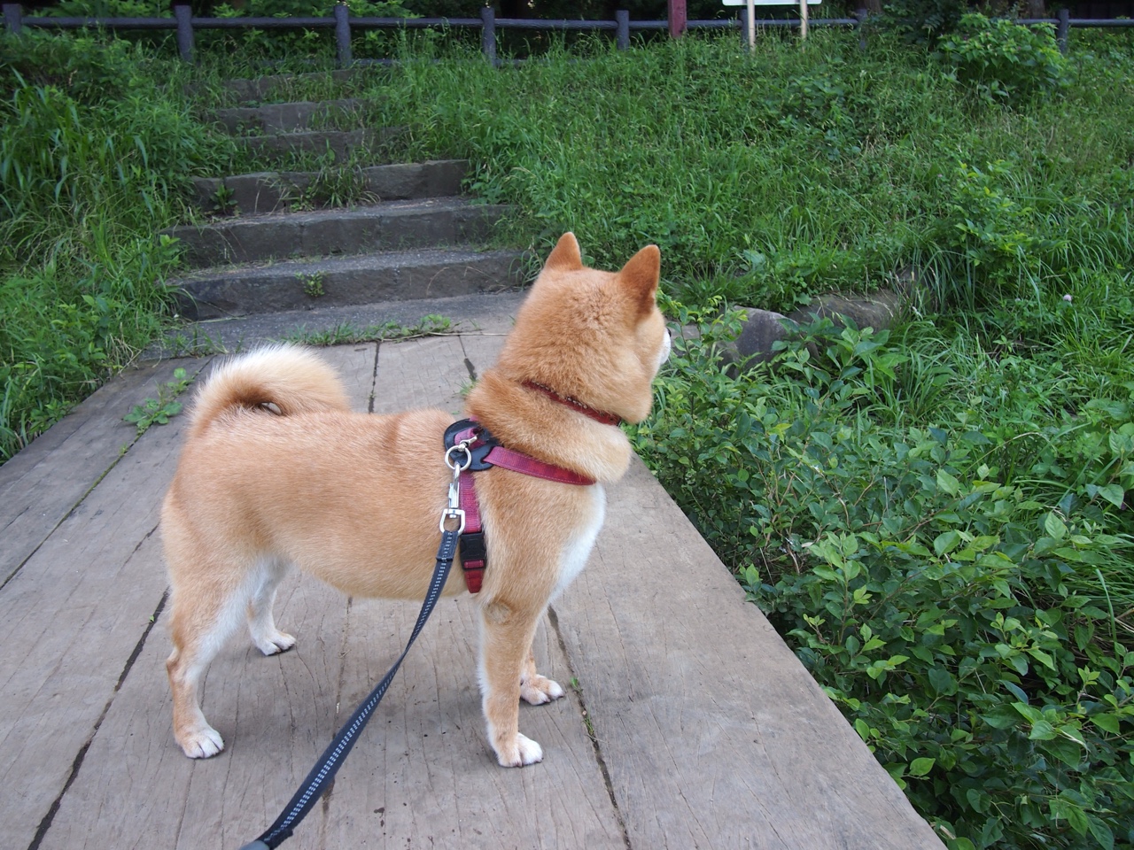 意甲激情对冲:攻守大演练,激烈非常,意甲球迷冲场