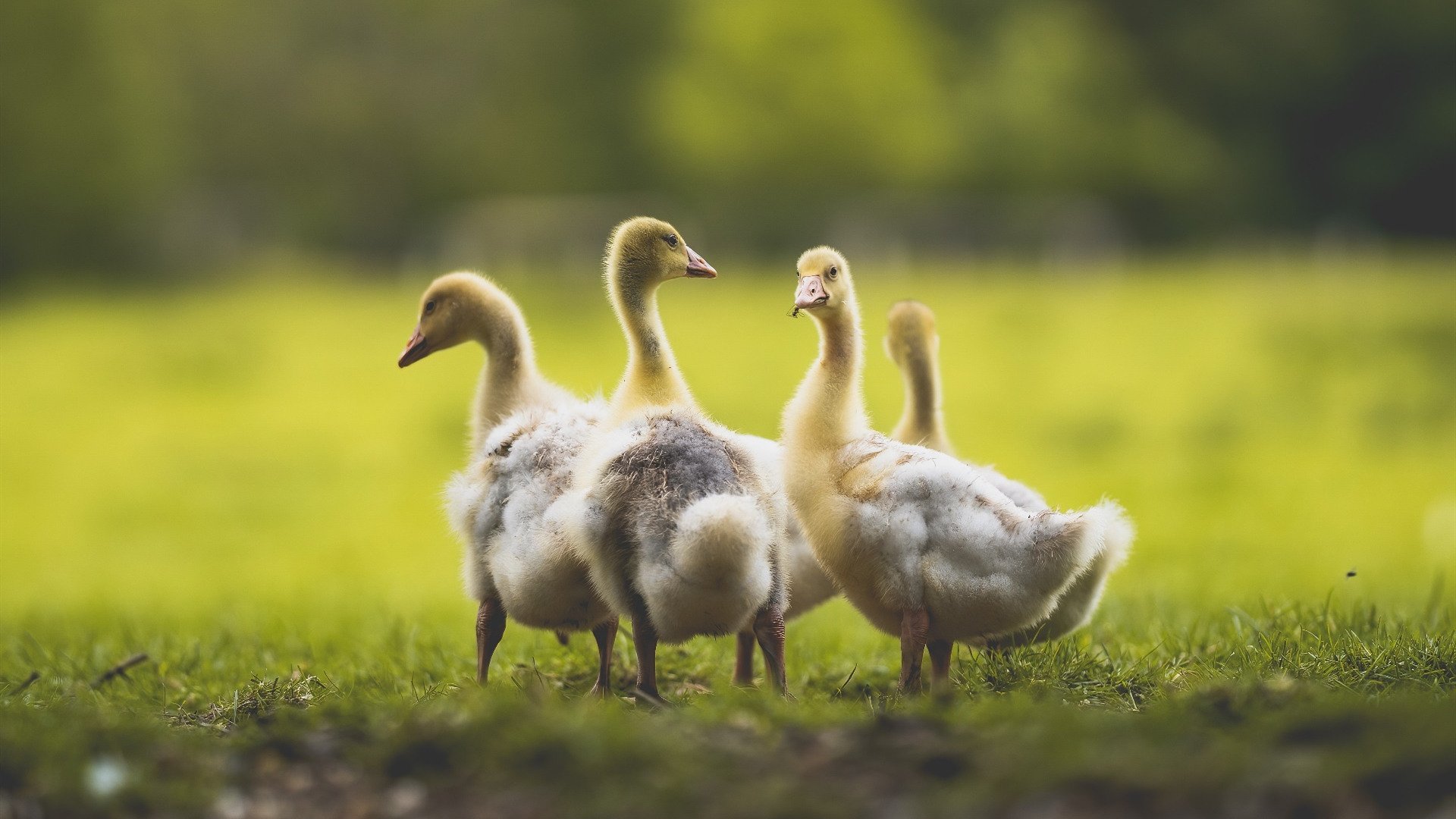 拜仁慕尼黑延续强势,稳坐德甲头把交椅