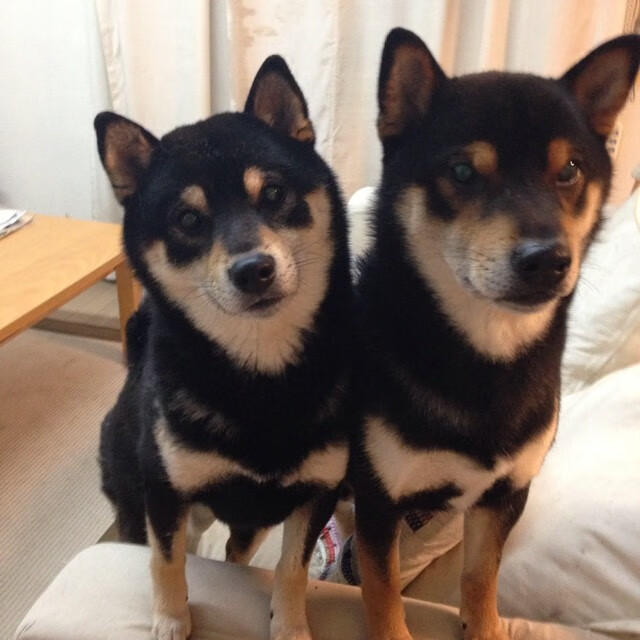 曼联主帅力挺新星展现信任态度,曼联主角