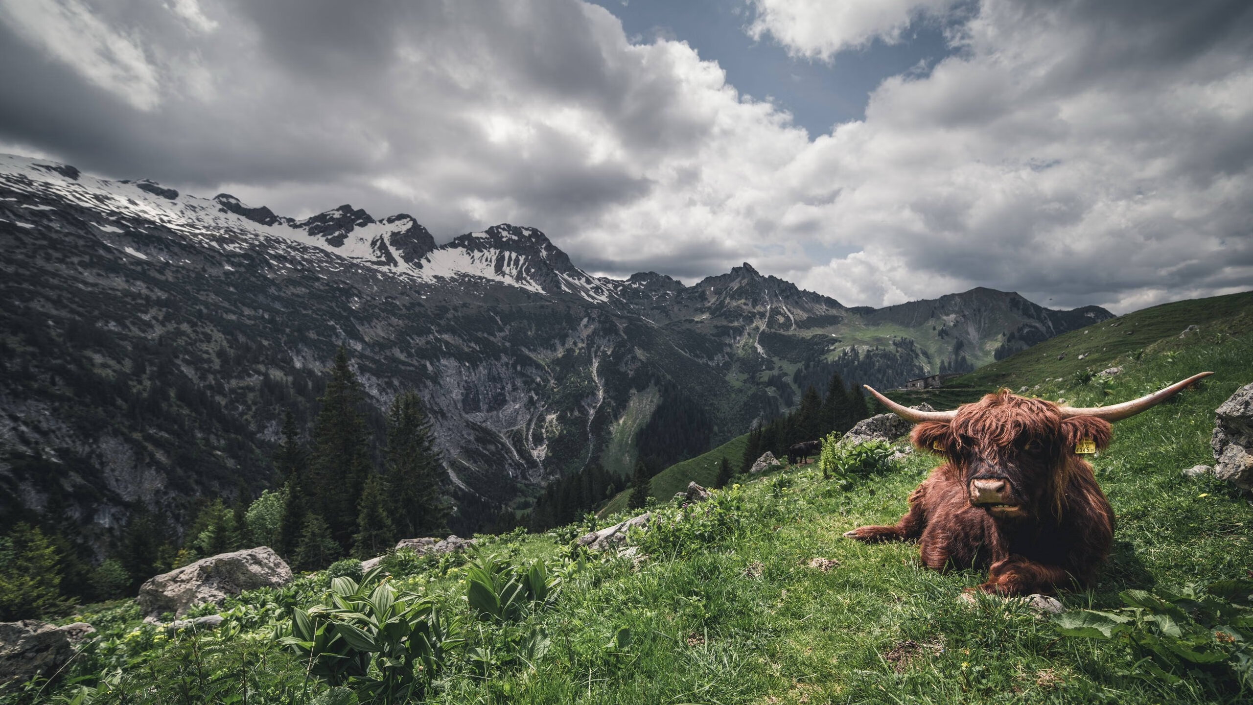 格鲁吉亚女篮在欧洲锦标赛中表现亮眼,期待突破极限,格鲁吉亚赛程500