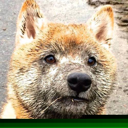 疫情后首次大规模国际足球比赛观众重返赛场,氛围火爆,因疫情影响足球比赛单场换人名额增至4人