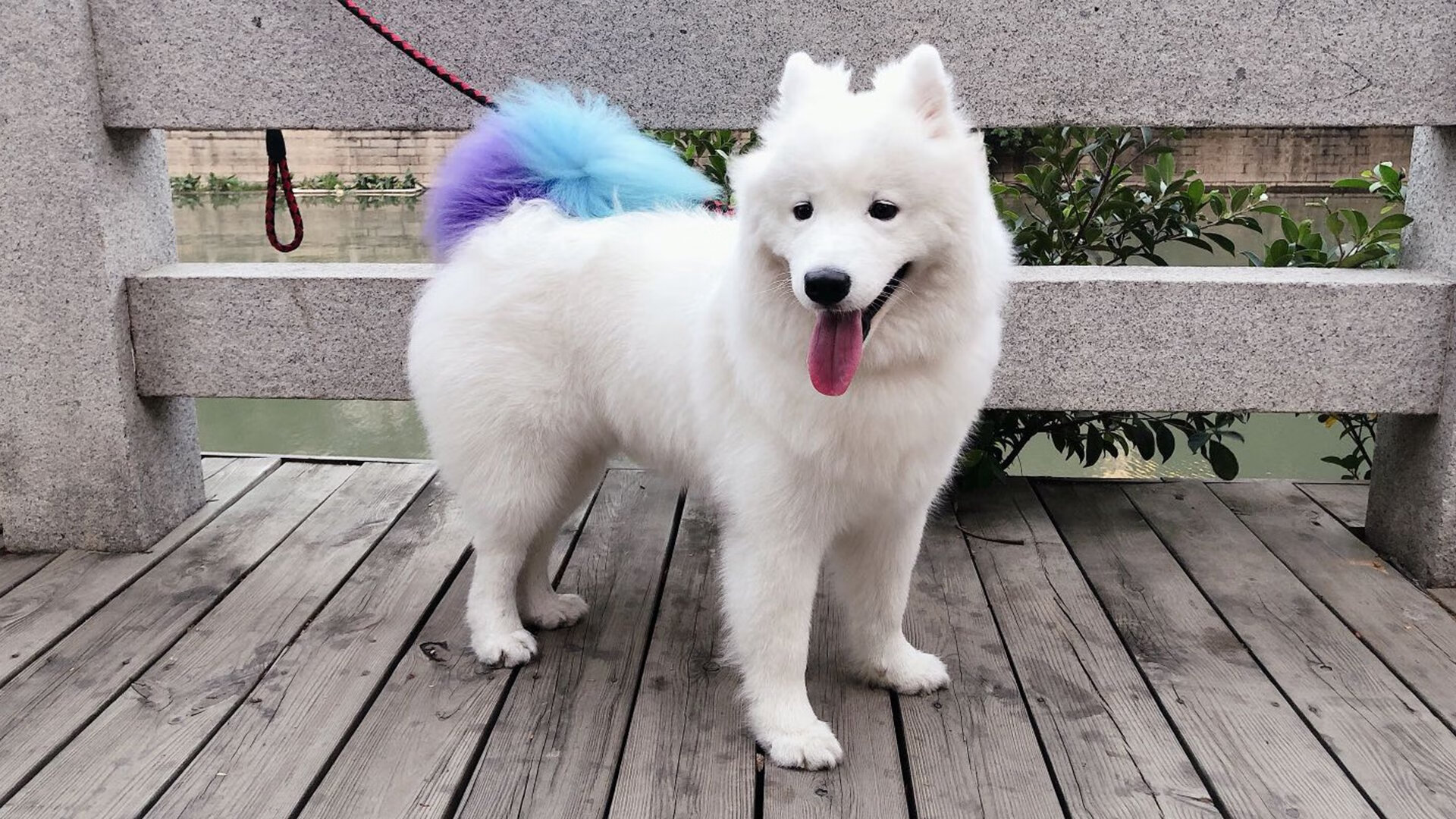 美洲杯激情战:逆境中崛起的不可阻挡的力量,美洲杯揭幕战