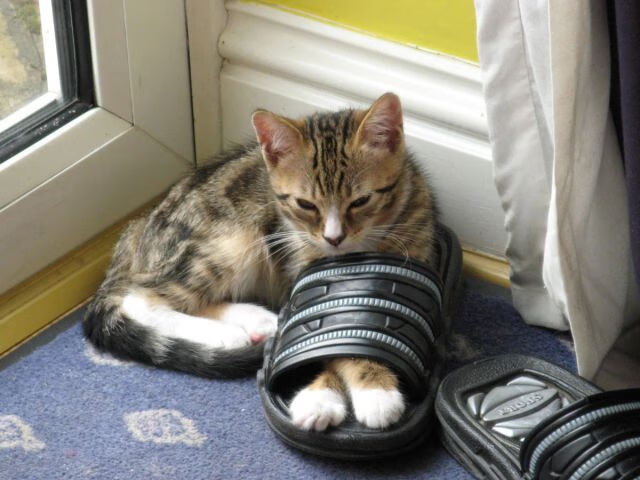 英超枪手抢眼,新星持续爆发