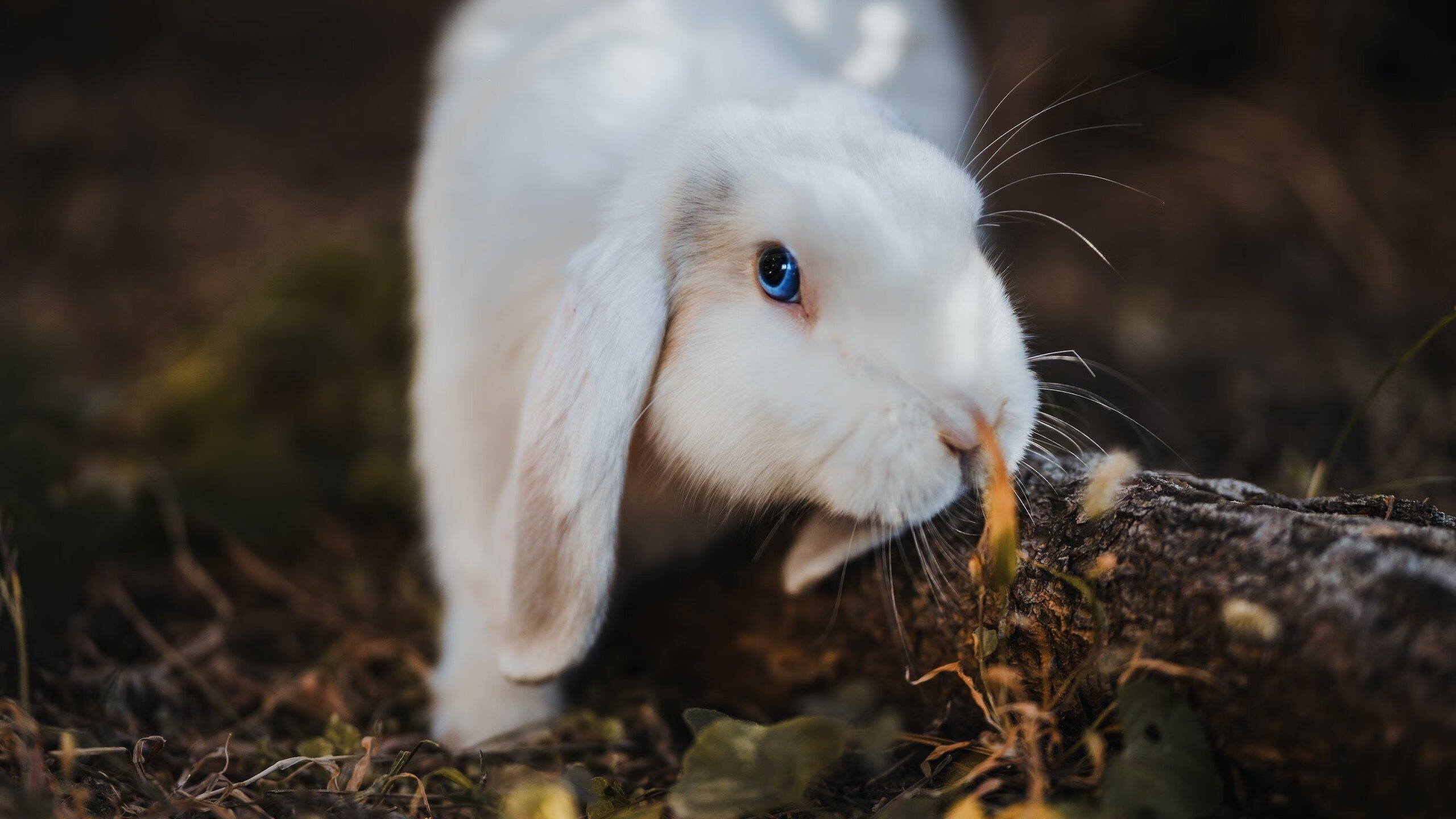 中国篮球俱乐部在职业发展路径中的多元化探索,篮球俱乐部的发展方向